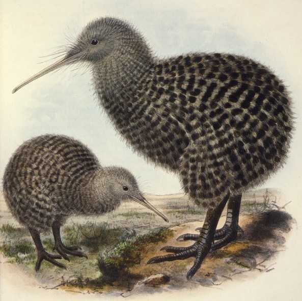 Australia's Kiwi bird